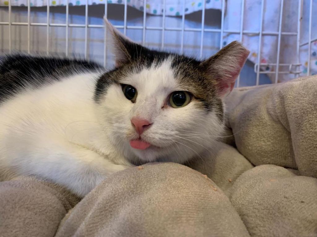 Rosebud, Adoptable, Adult Female Domestic Short Hair.