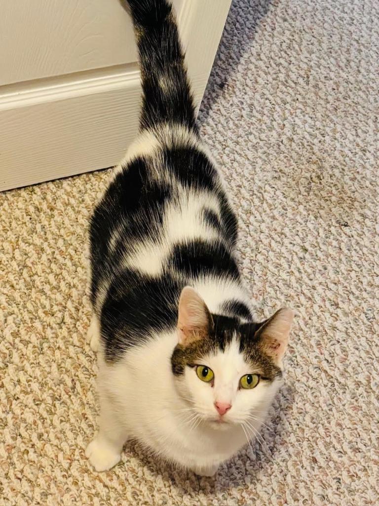 Rosebud, Adoptable, Adult Female Domestic Short Hair.