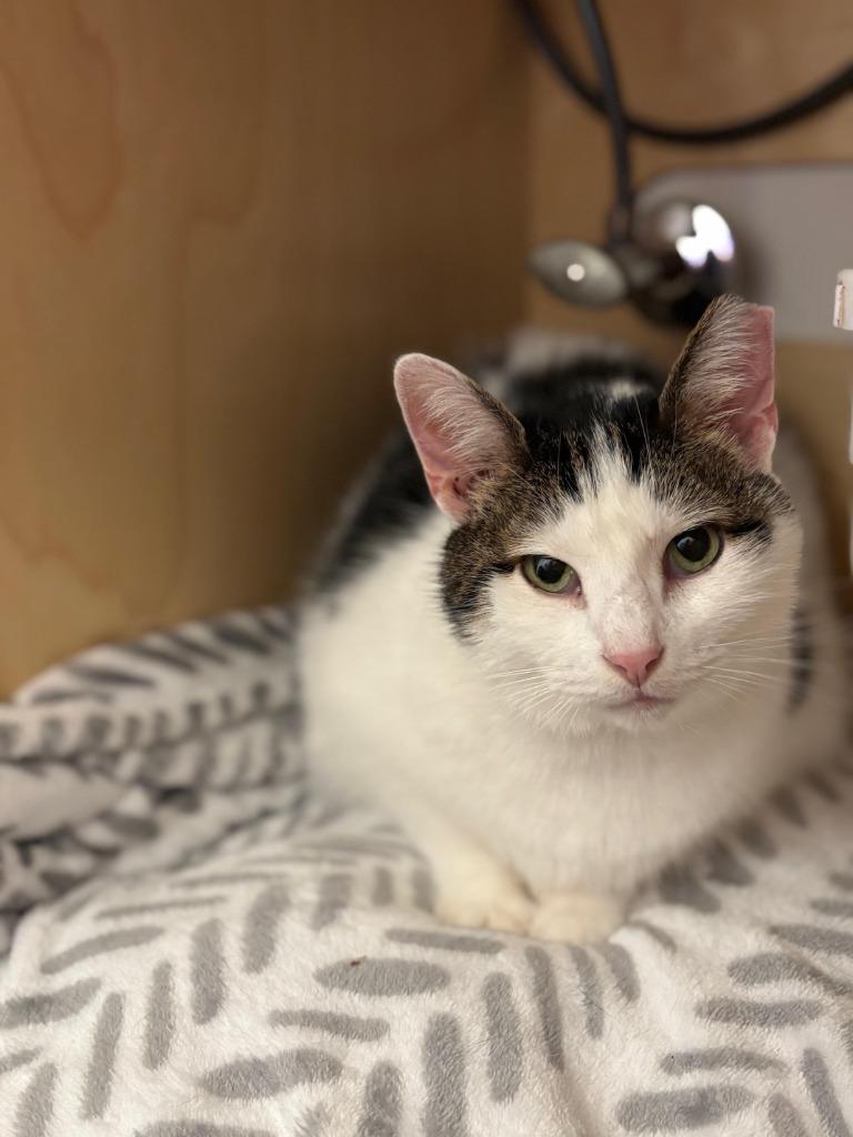 Enlarge Rosebud, a Adoptable mixed breed in St. Louis, MO image 2/3