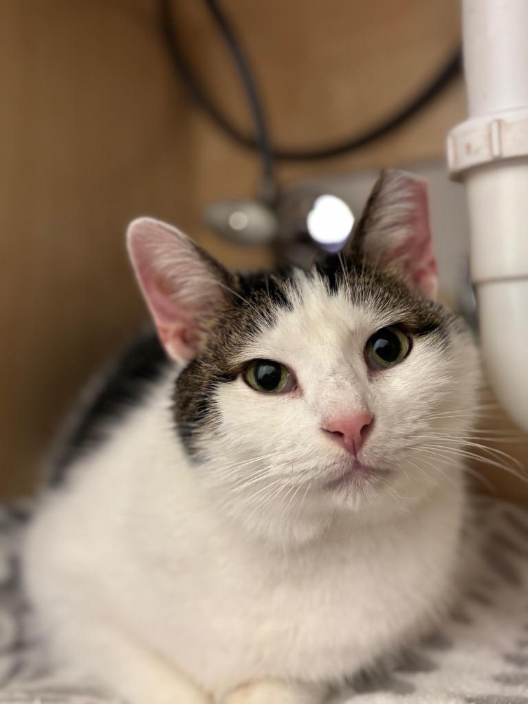 Enlarge Rosebud, a Adoptable mixed breed in St. Louis, MO image 3/3