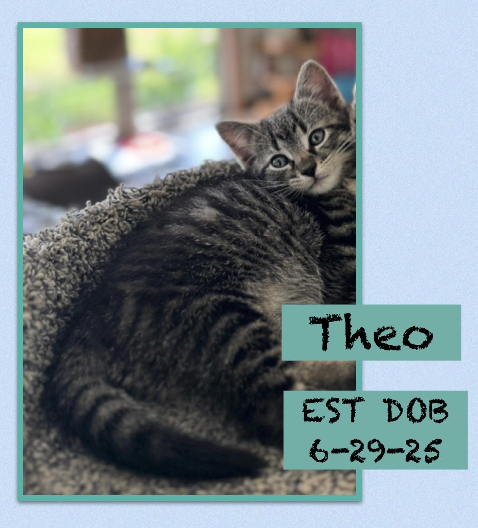Enlarge Theo, a Adopted Domestic Short Hair in Newton Falls, OH image 1/1