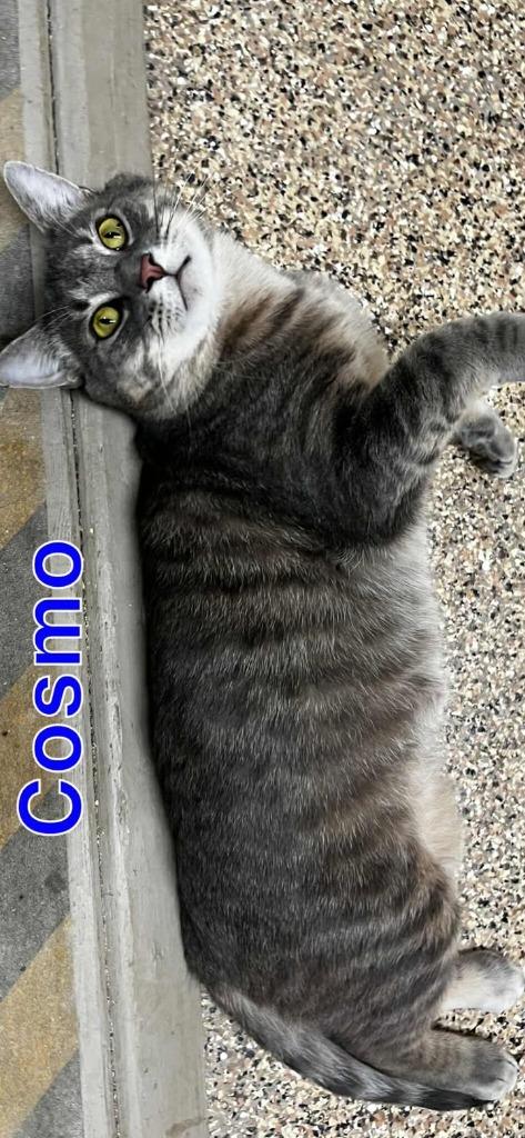 COSMO, Adoptable, Adult Male Tiger.