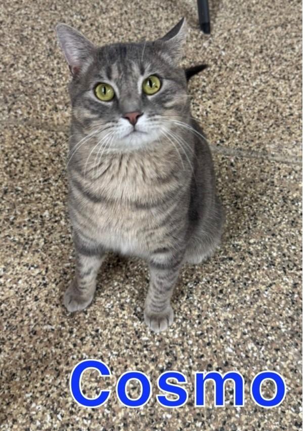 Enlarge COSMO, a Adoptable Tiger in Hastings, MI image 2/2