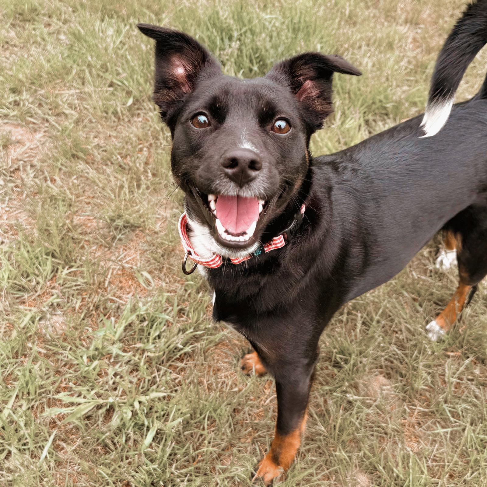 Enlarge Lucy, a Adoptable Terrier in Arlington, VT image 1/1