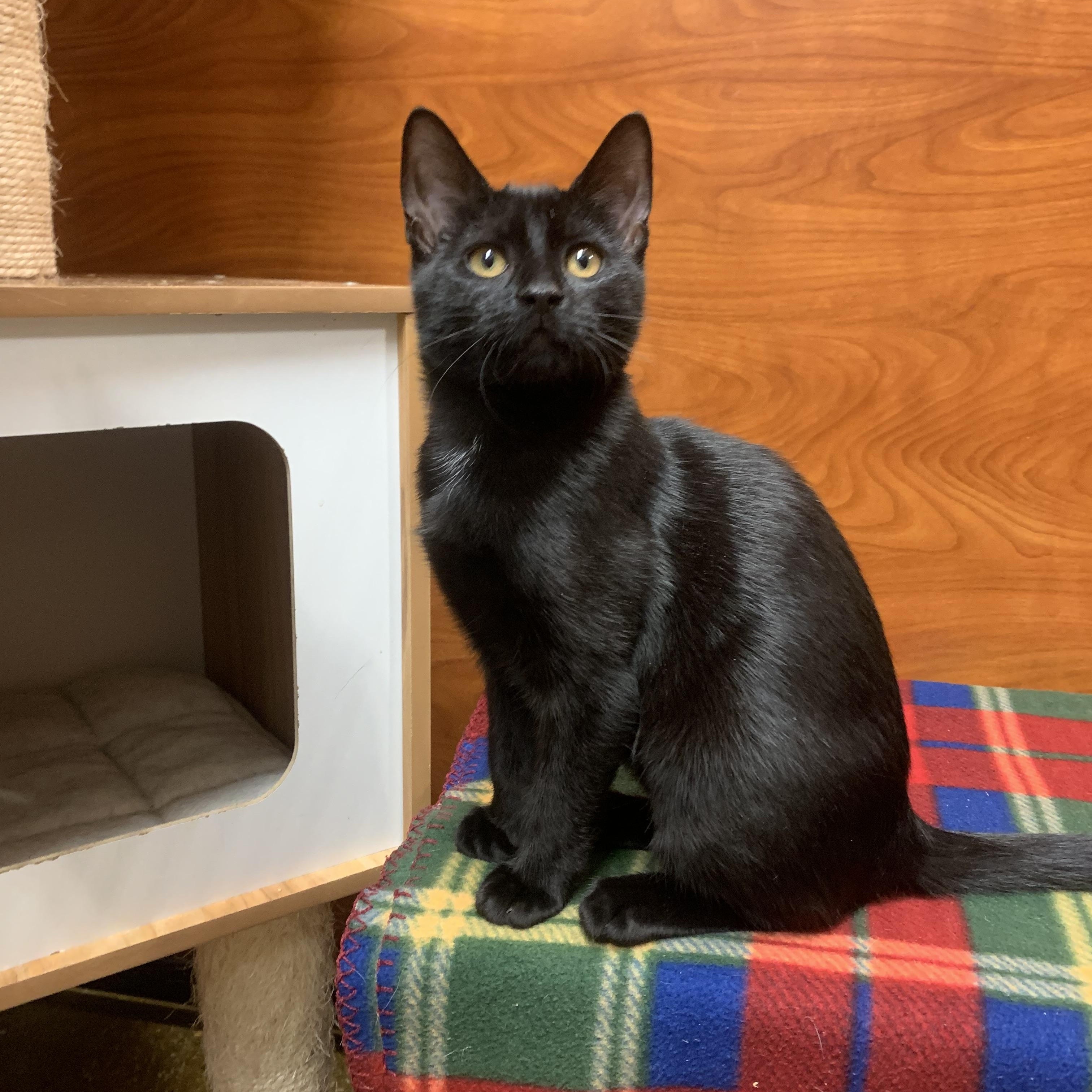 Luna, Adoptable, Kitten Female Domestic Short Hair.