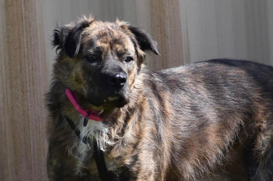 Coco, a Adoptable Mixed Breed in Columbus, NE image 2/2