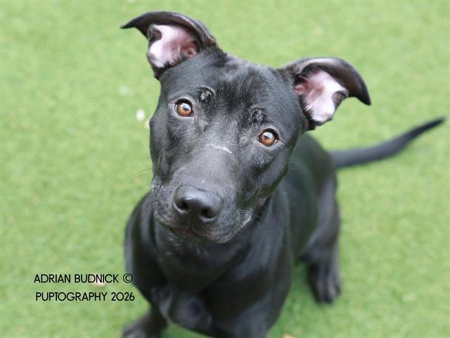 Tauros, ADOPTABLE, Young Female Mixed Breed.