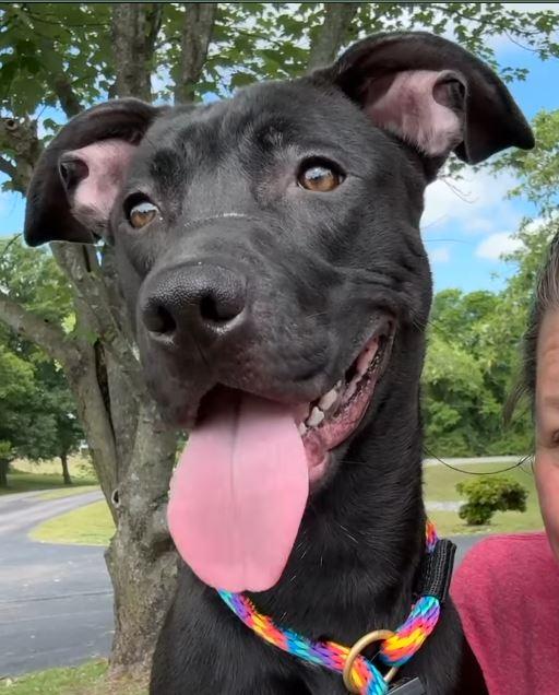 Tauros, a ADOPTABLE mixed breed in Nashville, TN image 5/5