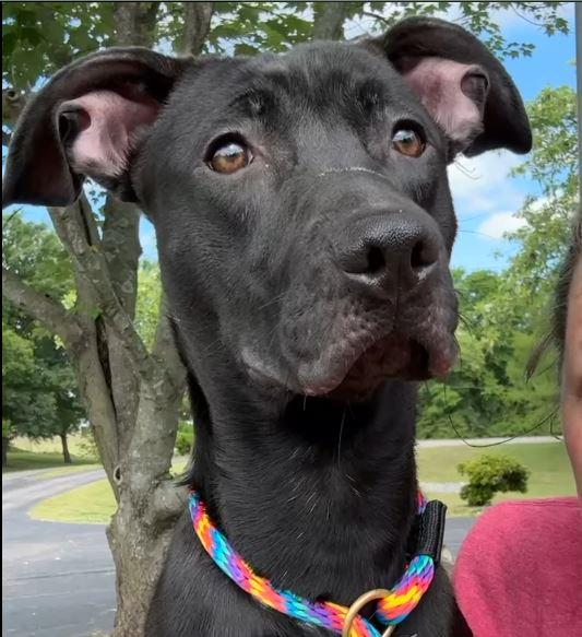 Tauros, a ADOPTABLE mixed breed in Nashville, TN image 3/5