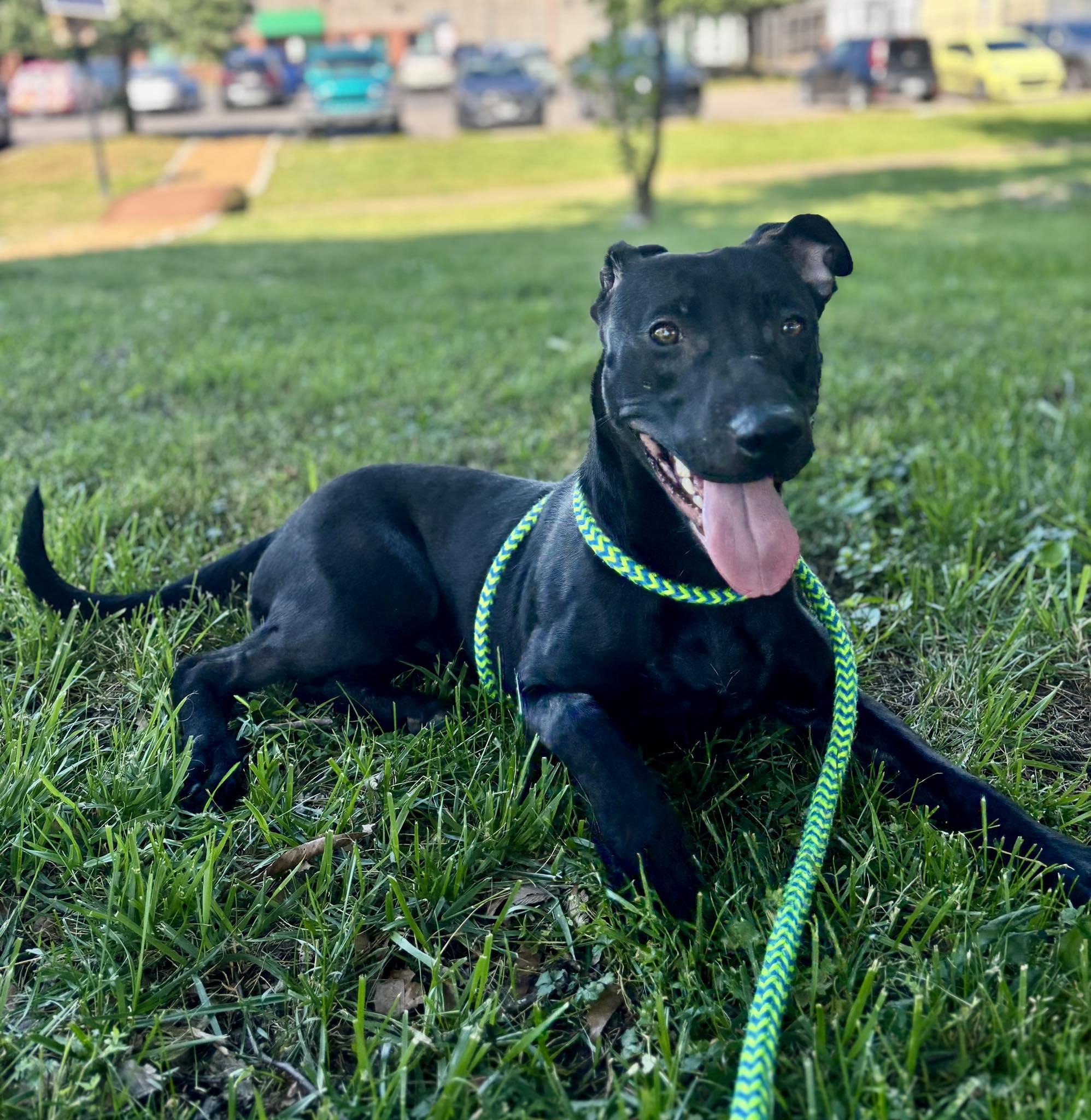 Tauros, a ADOPTABLE mixed breed in Nashville, TN image 2/5