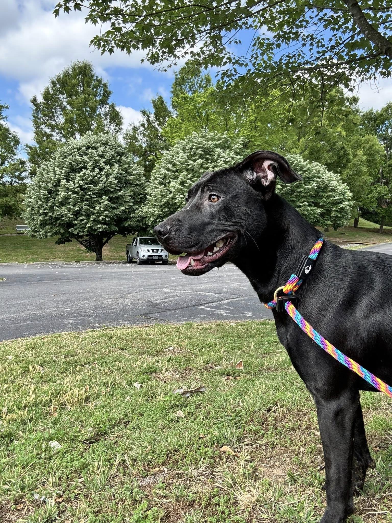 Tauros, a ADOPTABLE mixed breed in Nashville, TN image 4/5