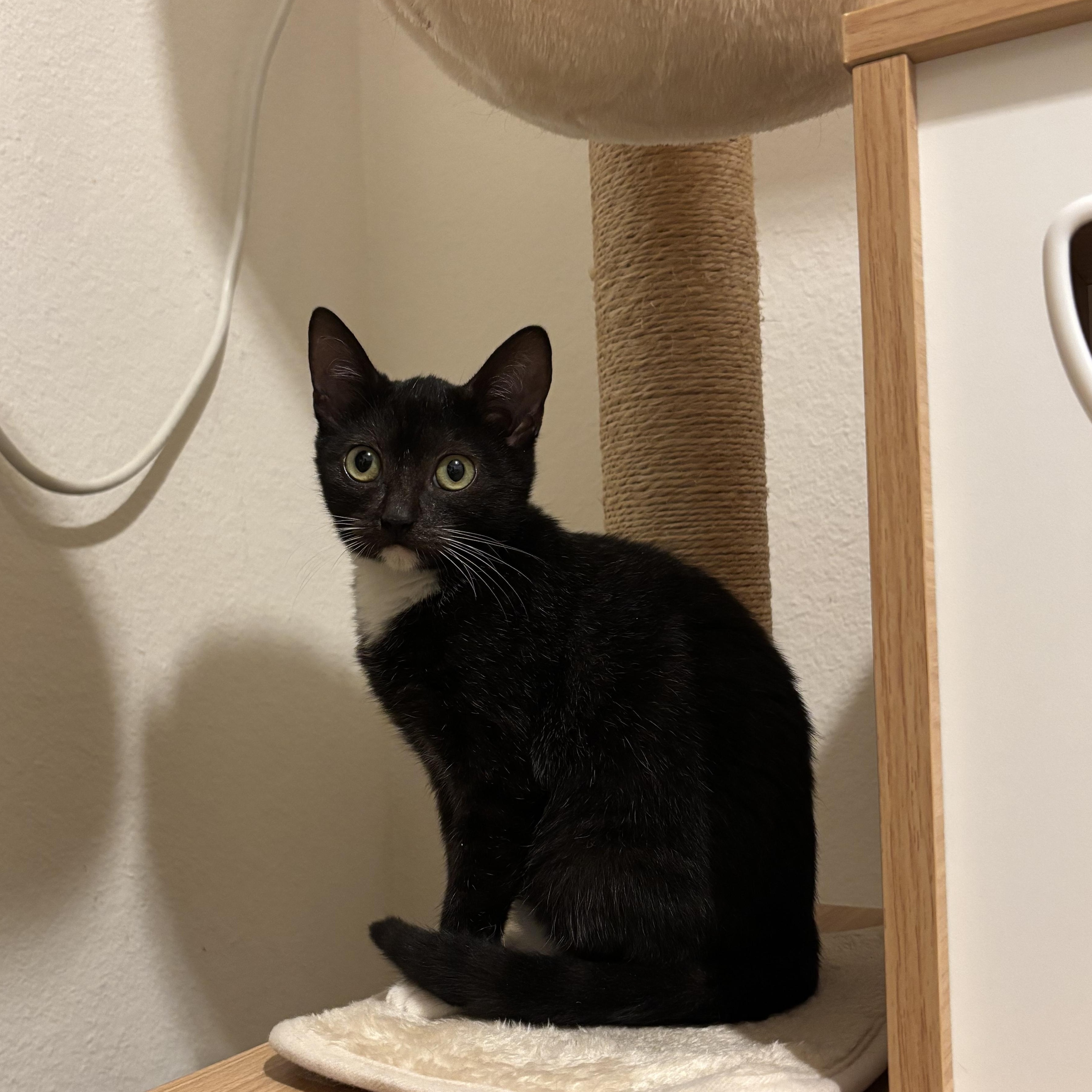 Enlarge Ducky, a Adoptable Domestic Short Hair in Woodbine, MD image 4/6