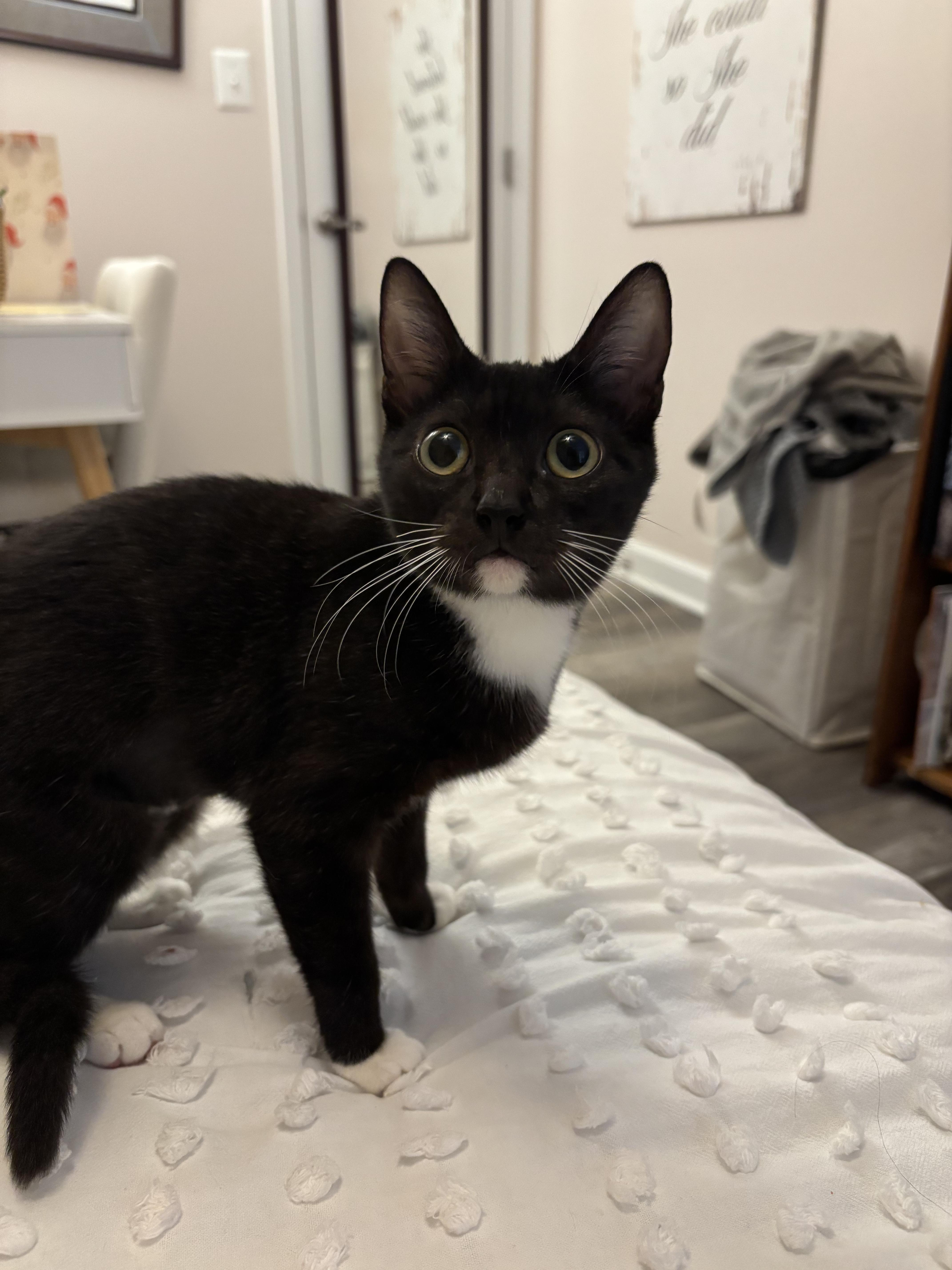 Ducky, Adoptable, Kitten Female Domestic Short Hair.