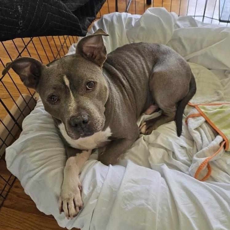 Cuco, ADOPTABLE, Senior Male American Staffordshire Terrier.