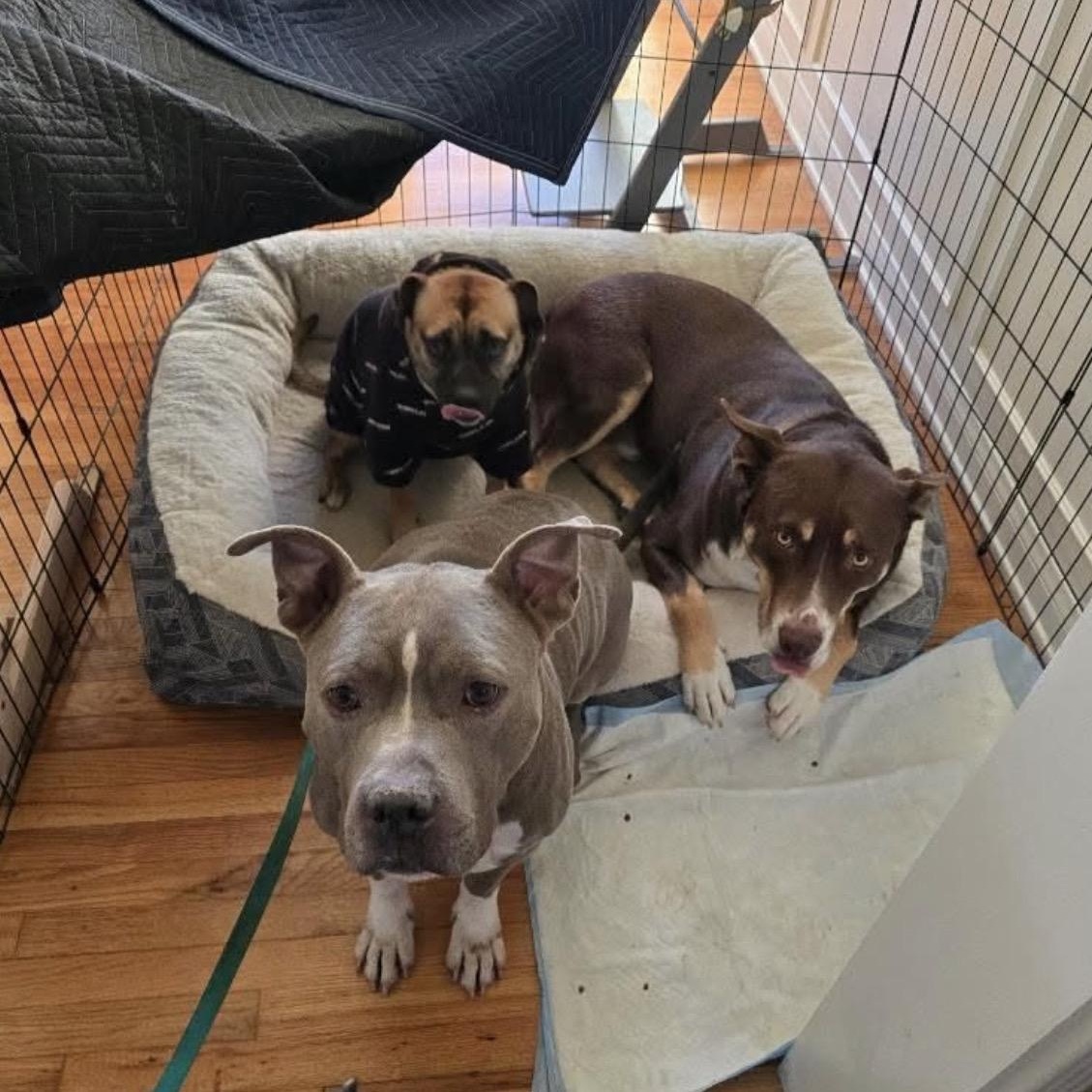Enlarge Cuco, a ADOPTABLE American Staffordshire Terrier in Marina del Rey, CA image 3/5
