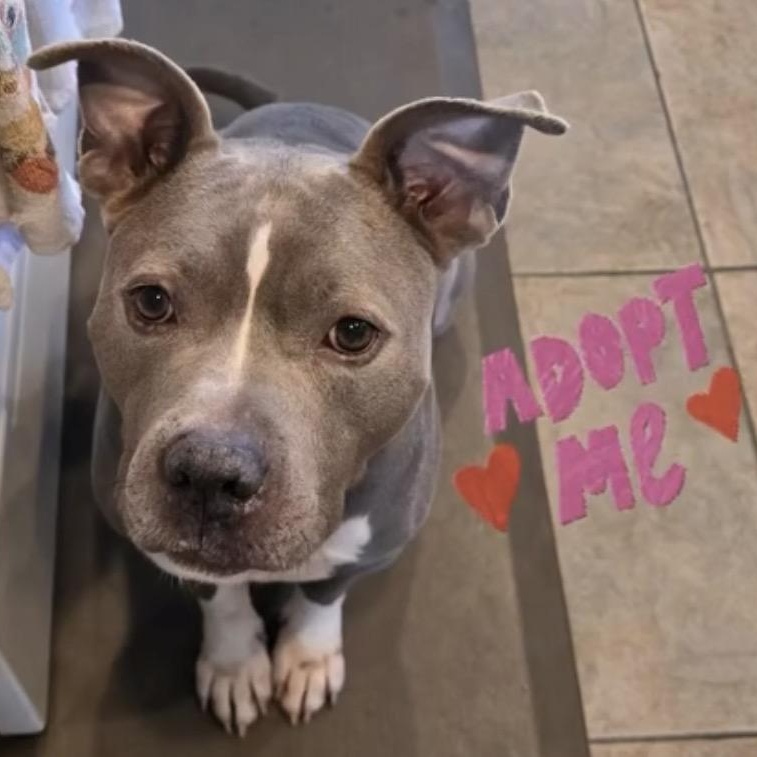 Enlarge Cuco, a ADOPTABLE American Staffordshire Terrier in Marina del Rey, CA image 2/5