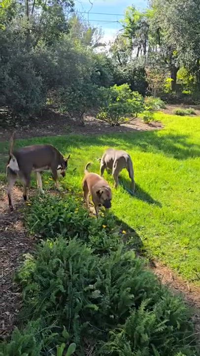 Enlarge Cuco, a ADOPTABLE American Staffordshire Terrier in Marina del Rey, CA video 5/5