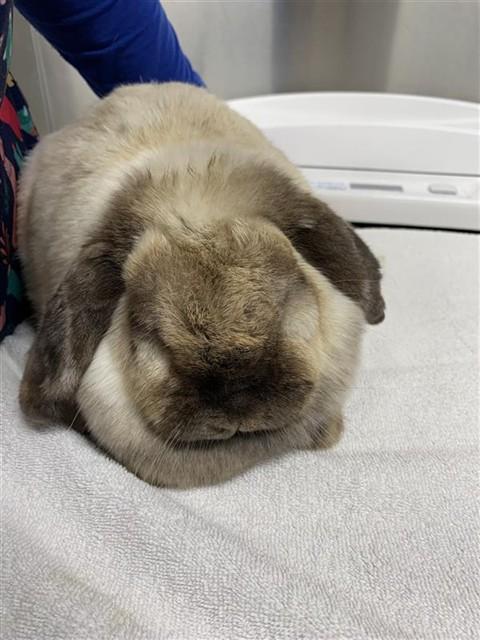 Enlarge OTTER, a Adoptable Holland Lop in Fairbanks, AK image 1/1