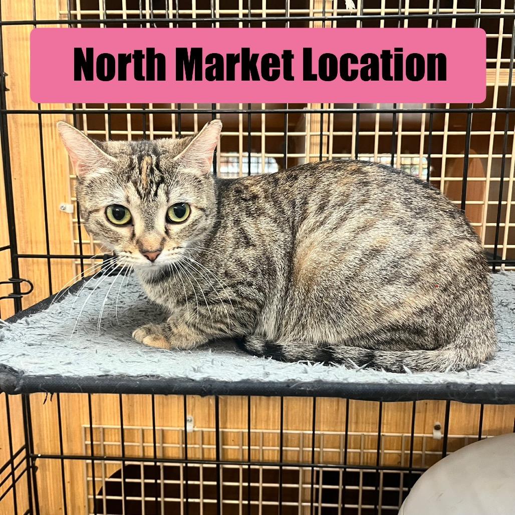 Terra, Adoptable, Adult Female Domestic Short Hair.