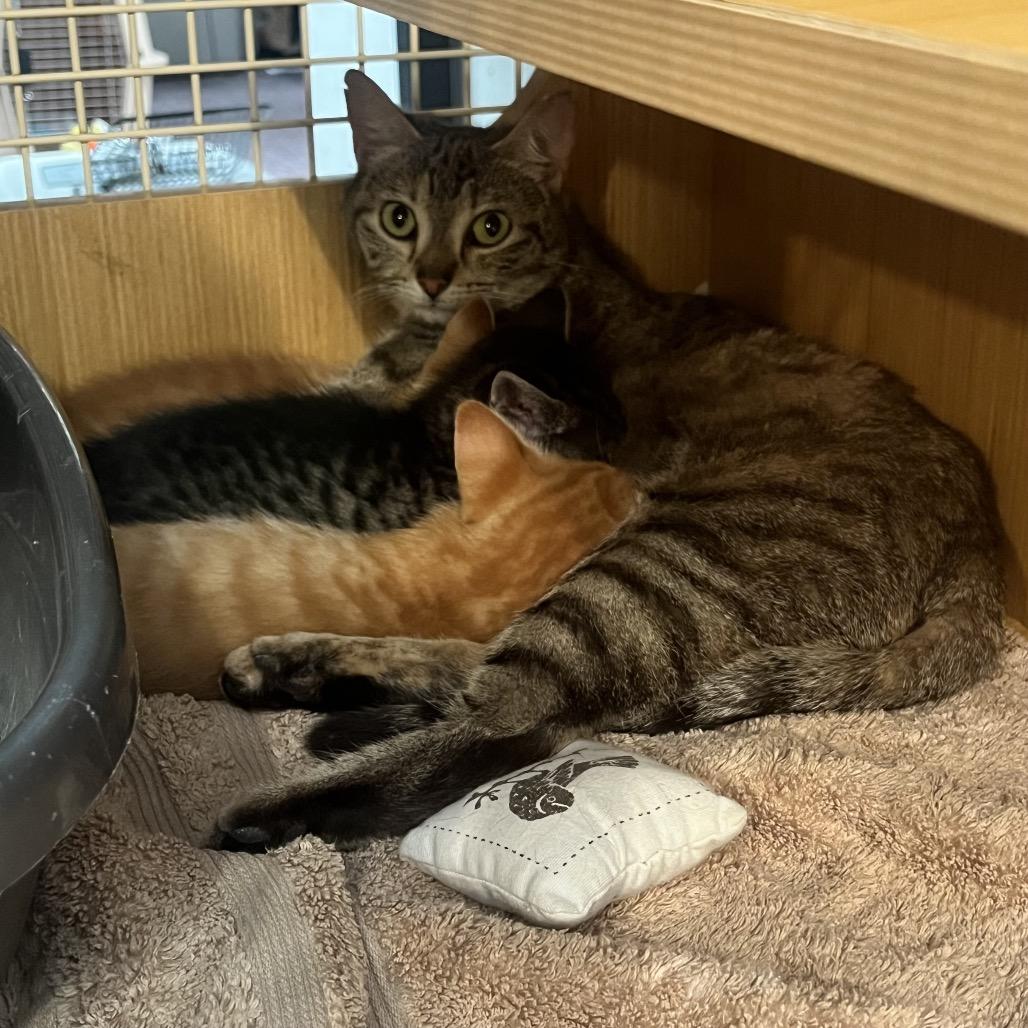 Enlarge Terra, a Adoptable Domestic Short Hair in Raleigh, NC image 2/3