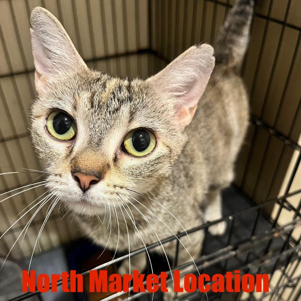 Enlarge Terra, a Adoptable Domestic Short Hair in Raleigh, NC image 3/3