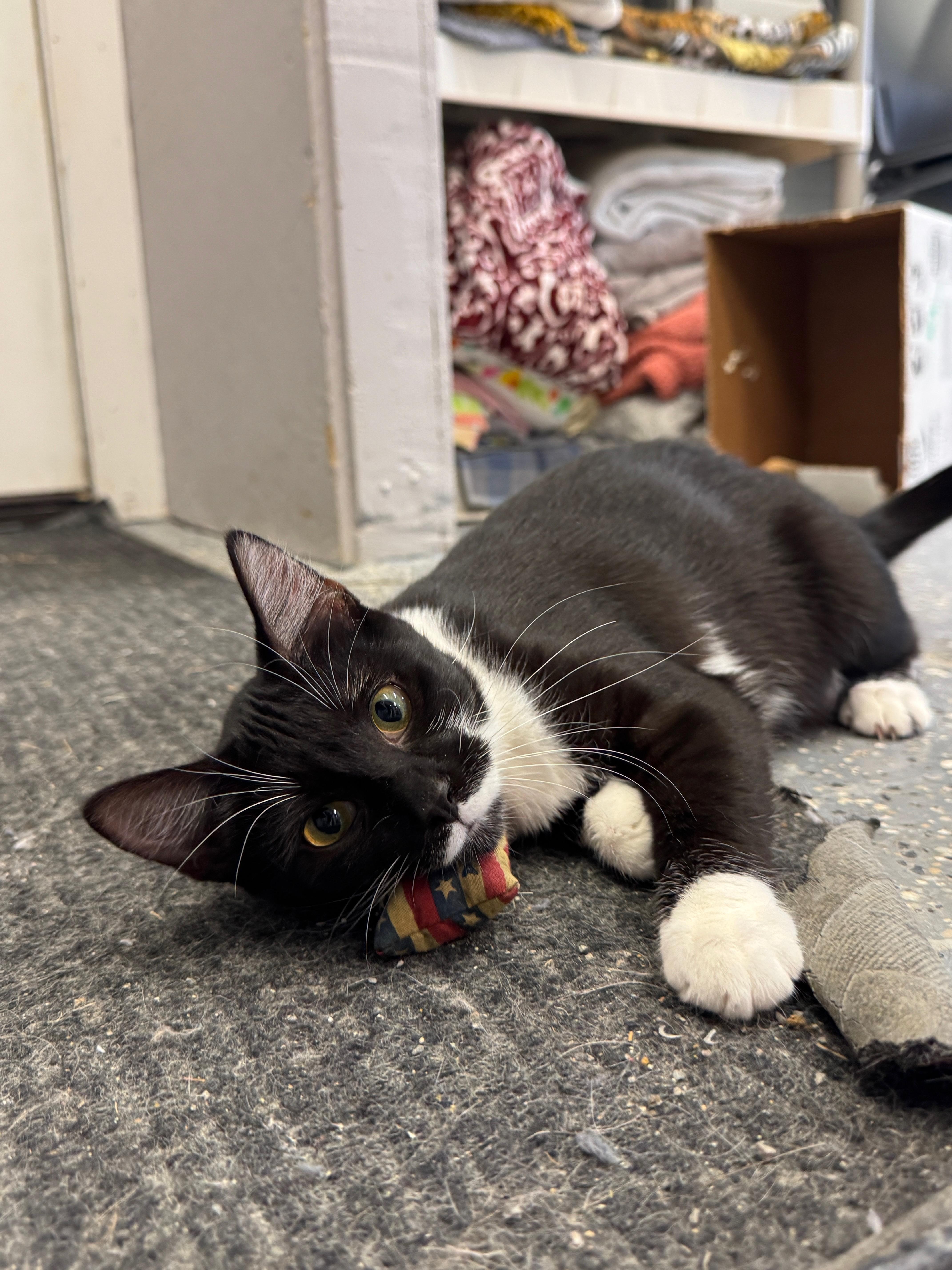 Enlarge Lucky, an adoptable Domestic Short Hair in Wayland, MI image 1/1