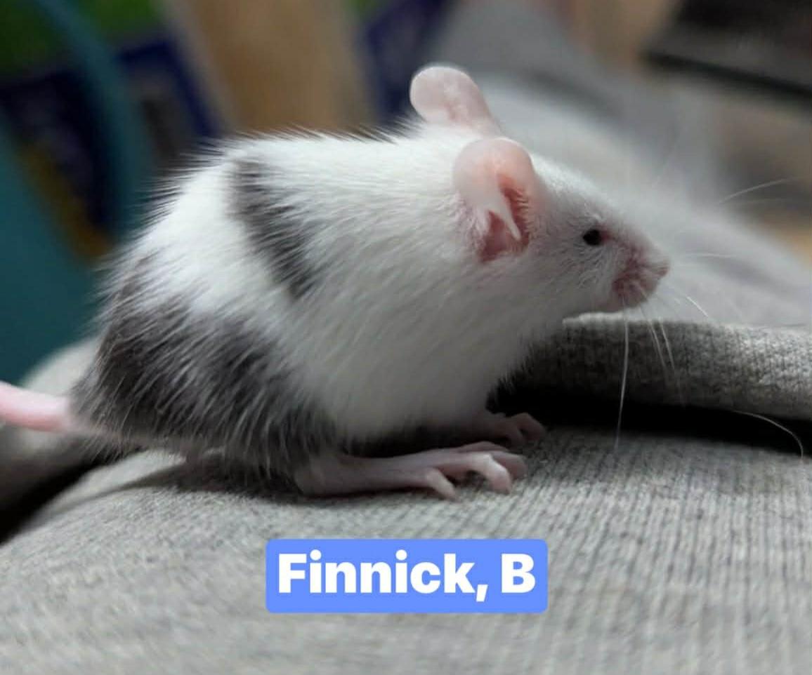 Finnick, ADOPTABLE, Baby Male Mouse.