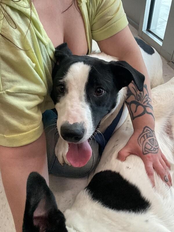 Bandit, Adoptable, Adult Male Mixed Breed.