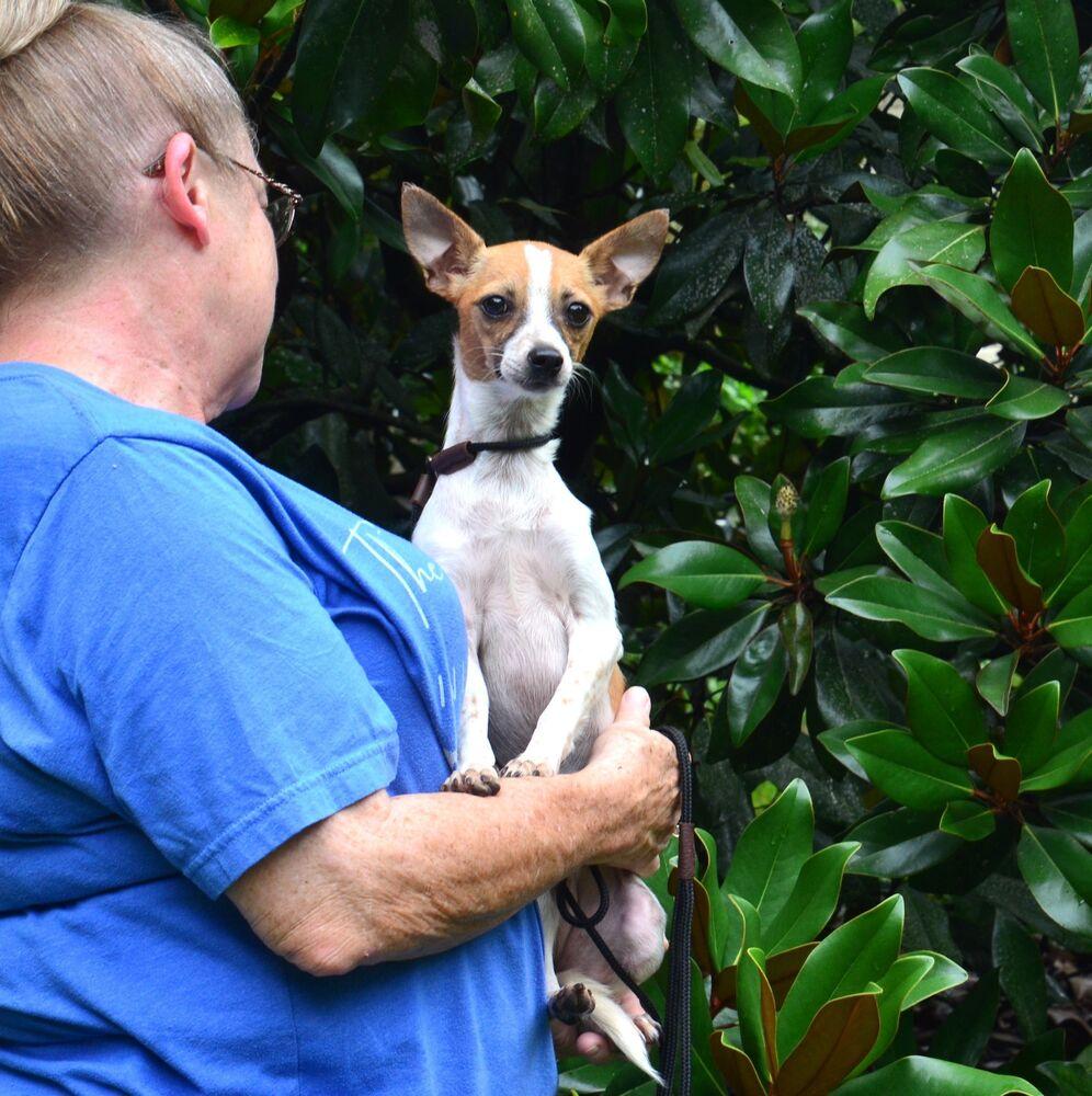 Poppi, Adoptable, Young Female Chihuahua.