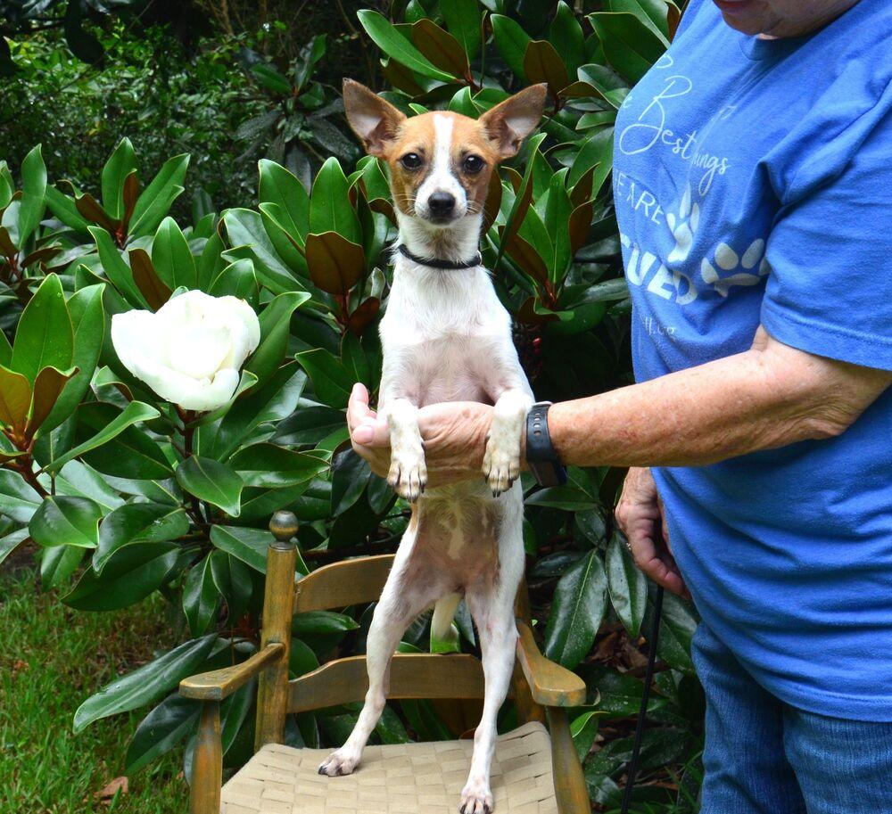 Poppi, a Adoptable Chihuahua in Willingboro, NJ image 2/6