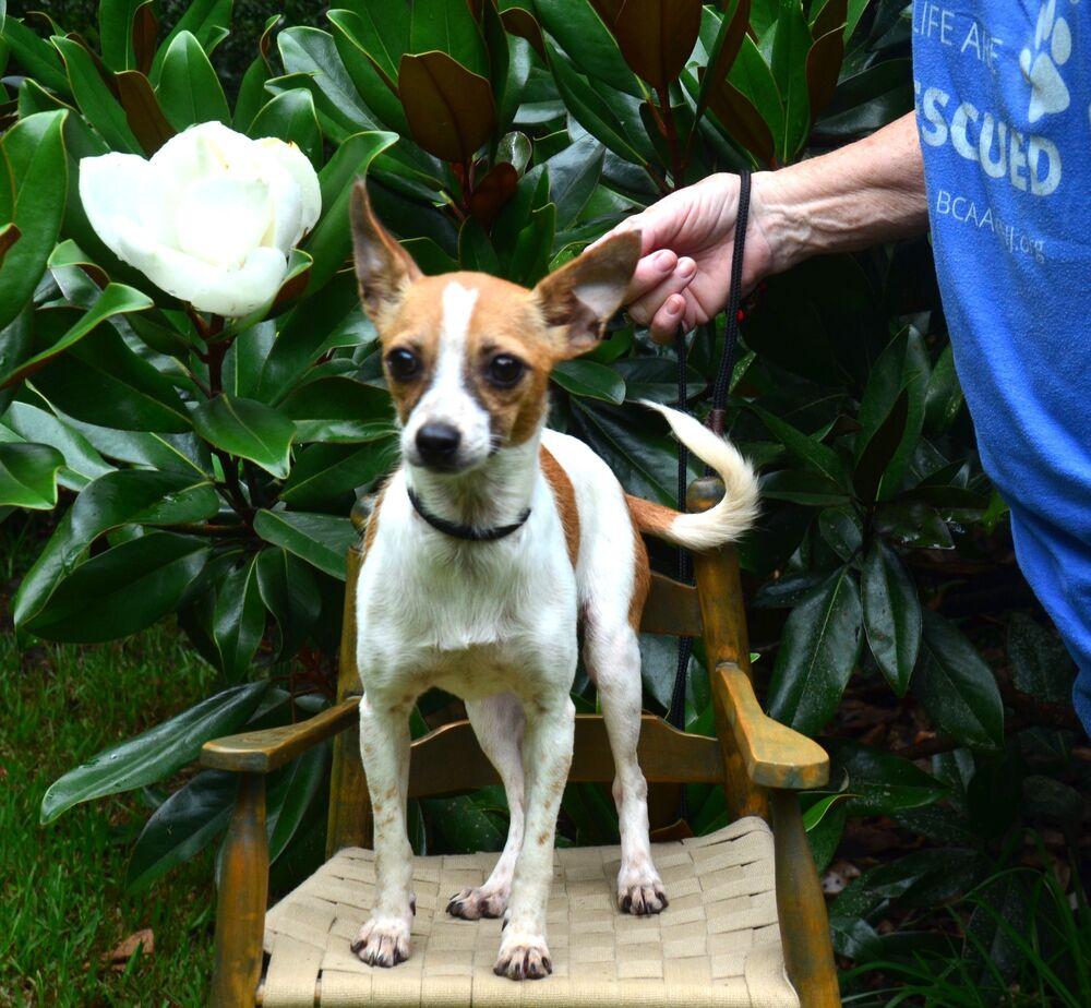 Poppi, a Adoptable Chihuahua in Willingboro, NJ image 3/6