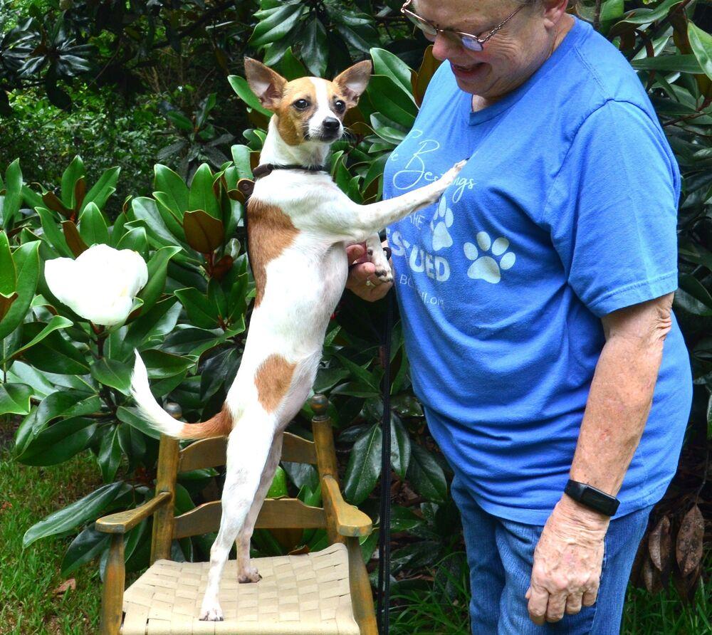 Poppi, a Adoptable Chihuahua in Willingboro, NJ image 4/6