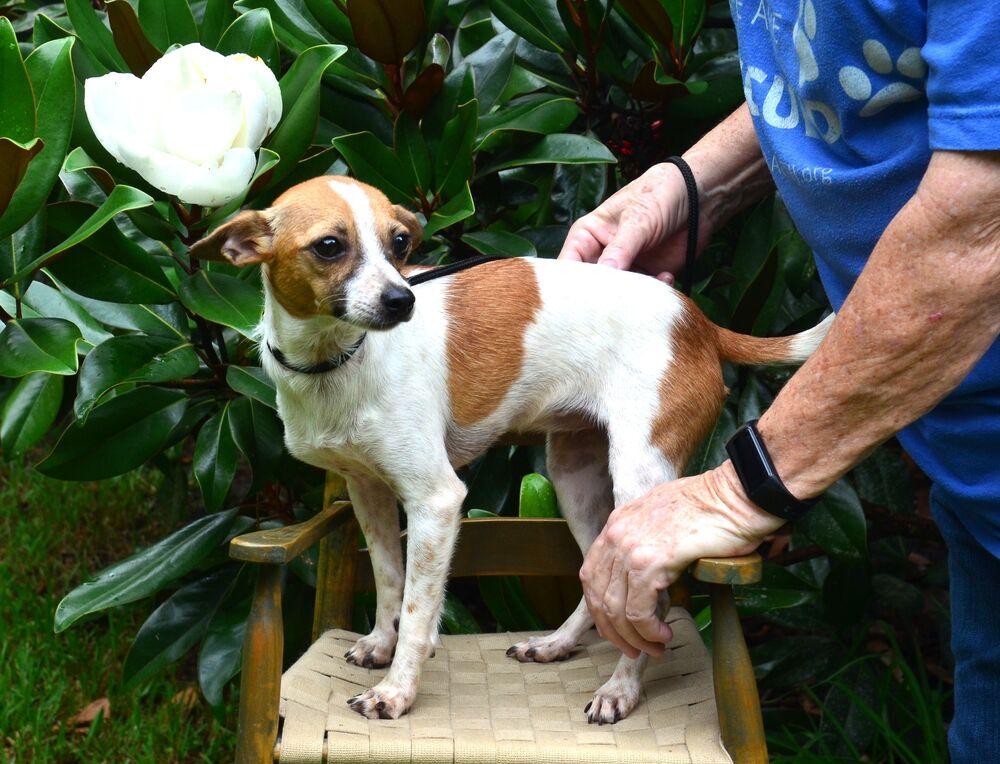 Poppi, a Adoptable Chihuahua in Willingboro, NJ image 5/6