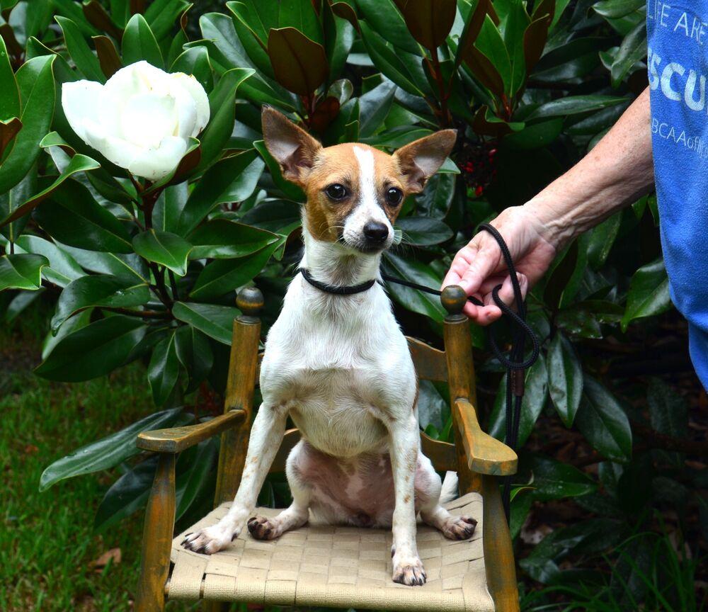 Poppi, a Adoptable Chihuahua in Willingboro, NJ image 6/6