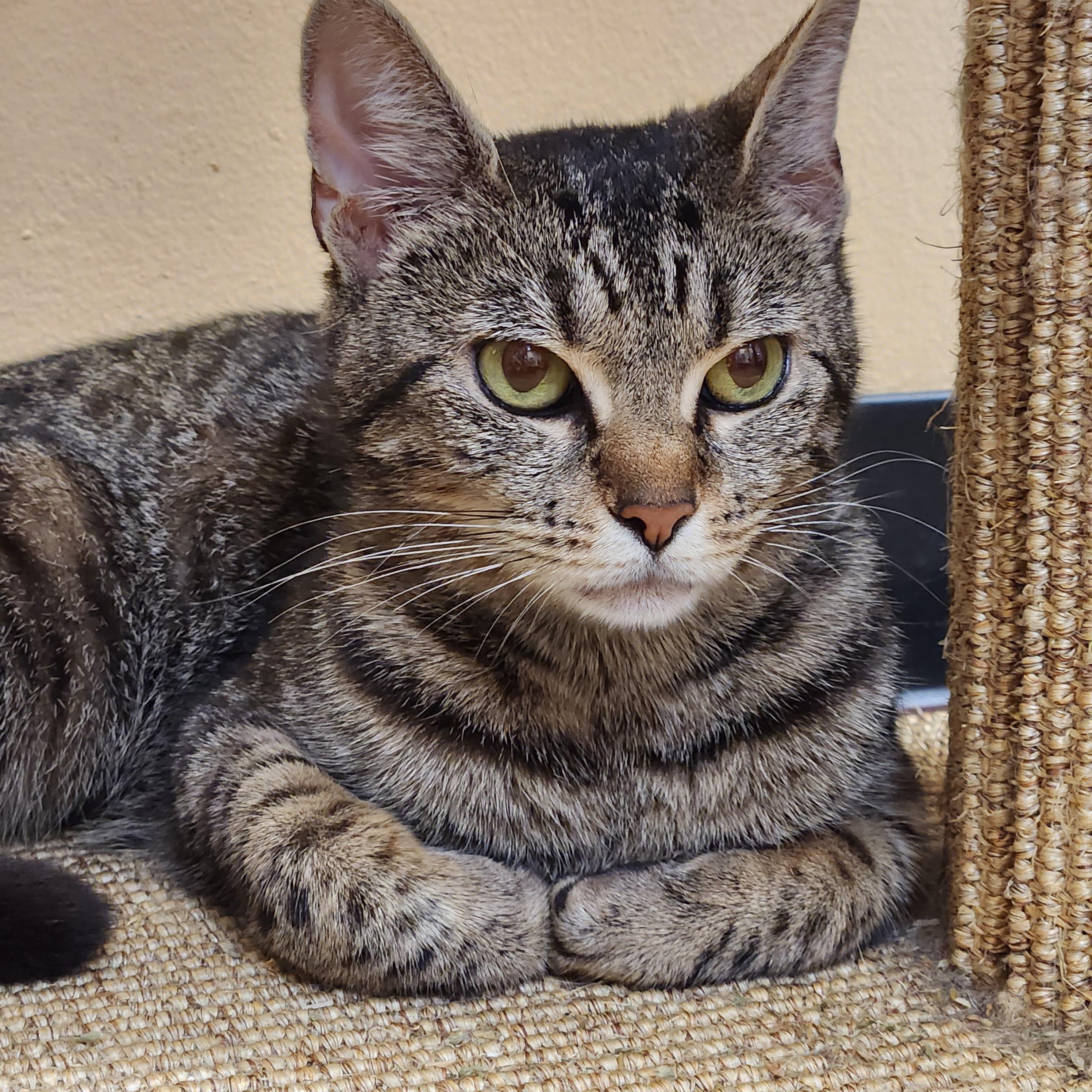 Enlarge Lychee, a Adoptable mixed breed in Duluth, GA image 4/4
