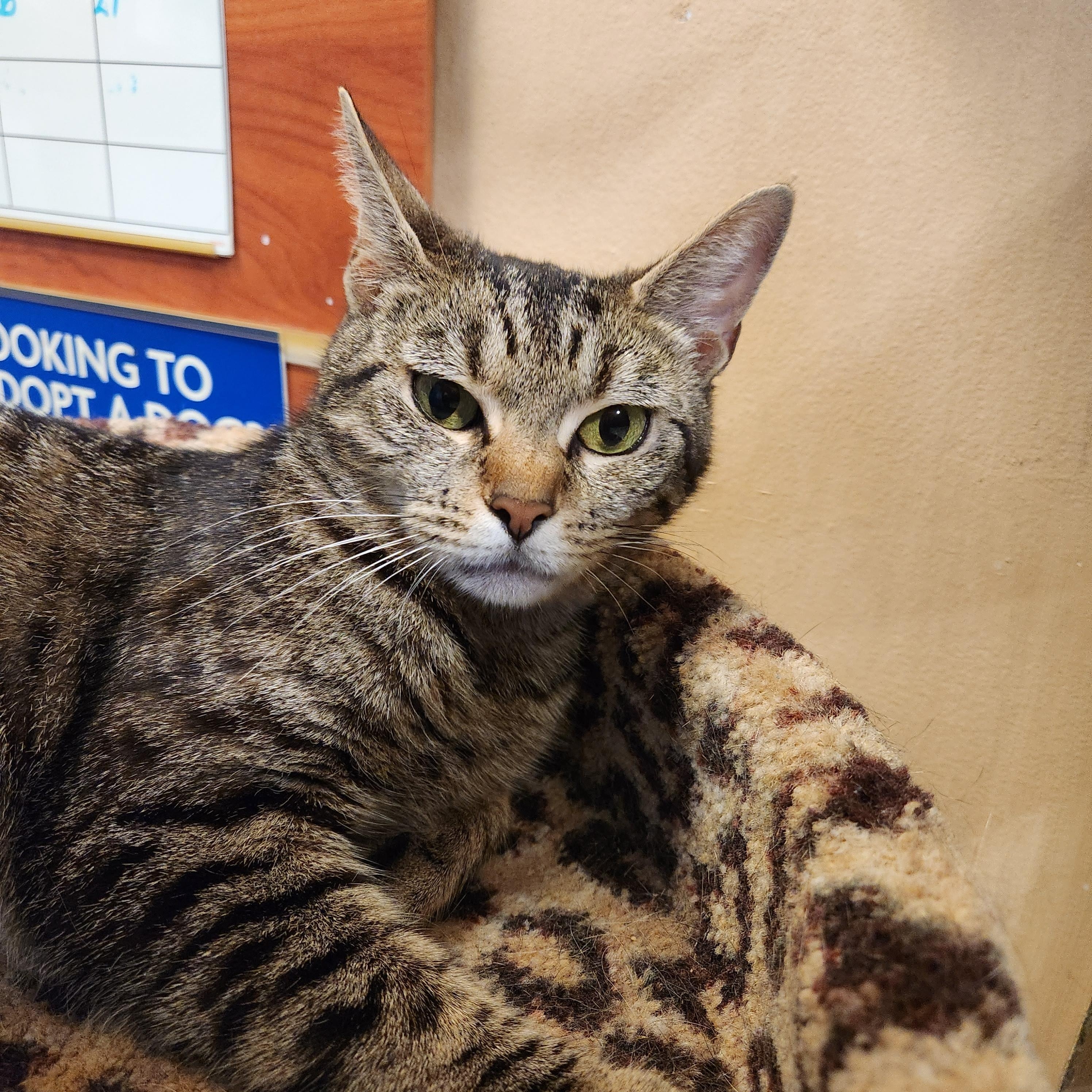 Enlarge Lychee, a Adoptable mixed breed in Duluth, GA image 1/4