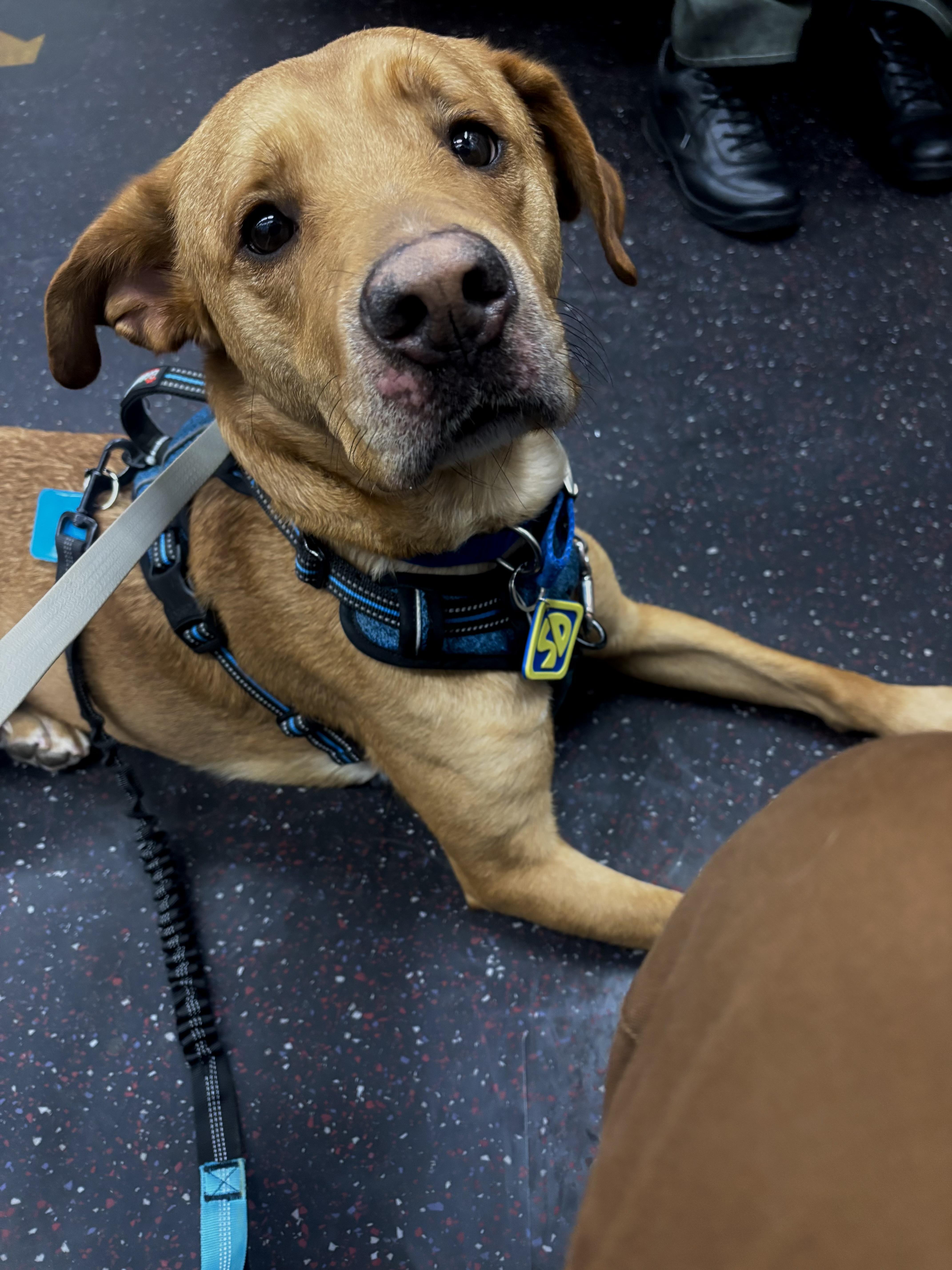 Enlarge Stanley , a ADOPTABLE Yellow Labrador Retriever in East Moriches, NY image 3/5
