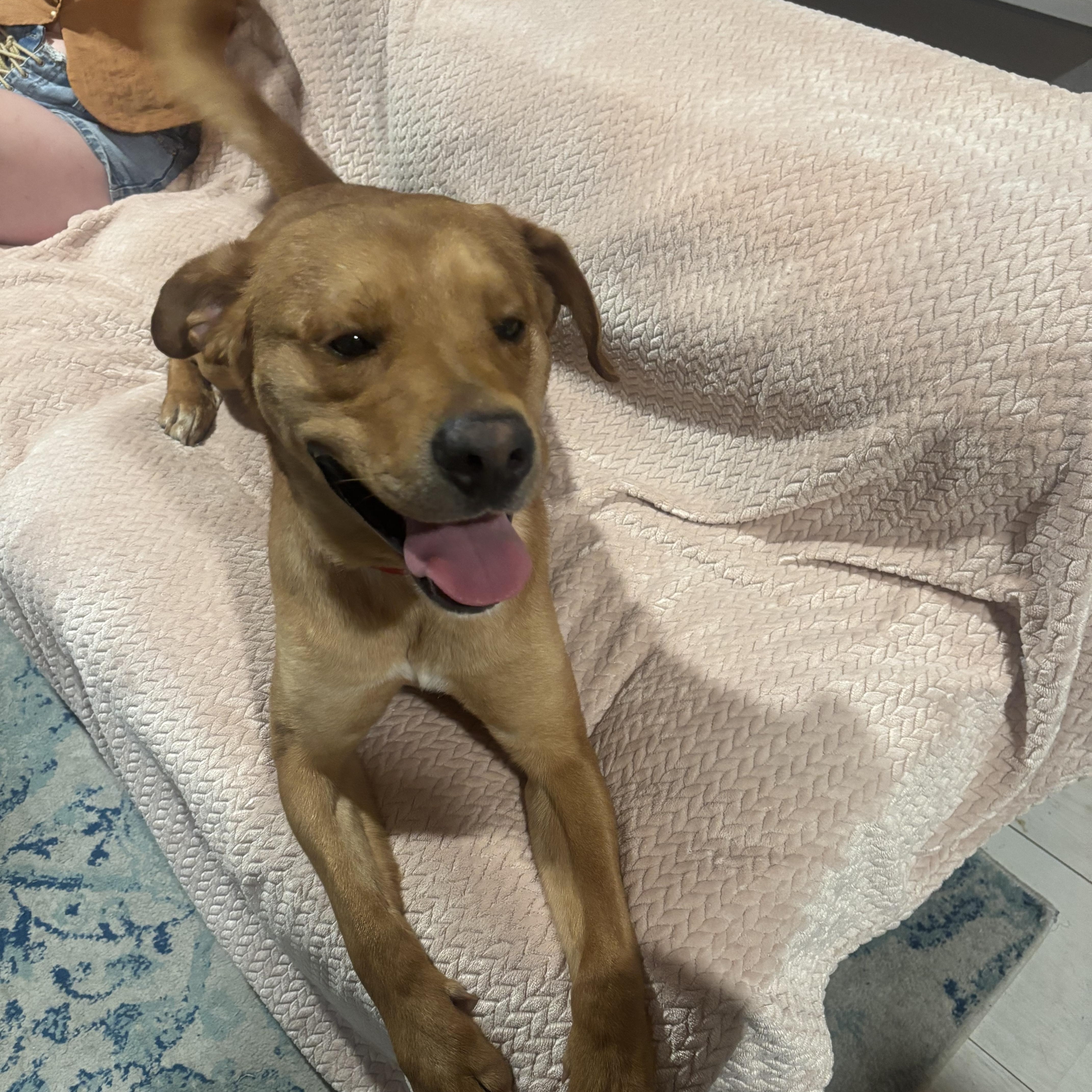 Stanley , ADOPTABLE, Young Male Yellow Labrador Retriever.