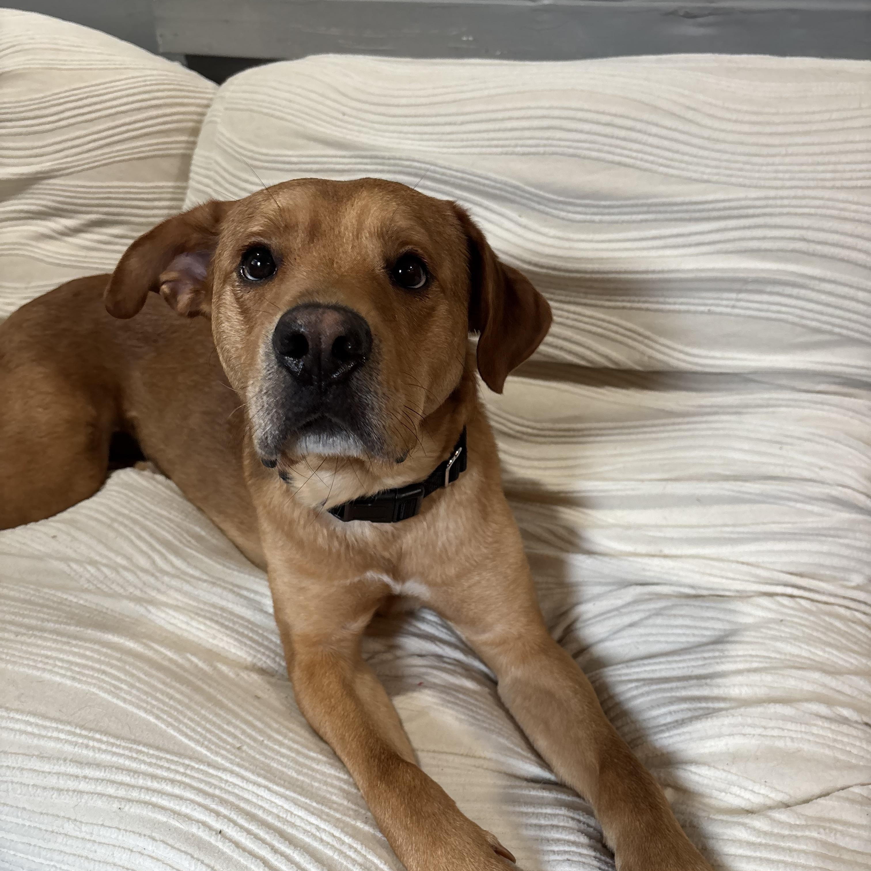 Enlarge Stanley , a ADOPTABLE Yellow Labrador Retriever in East Moriches, NY image 4/5