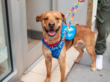 Enlarge Stanley , a ADOPTABLE Yellow Labrador Retriever in East Moriches, NY image 5/5