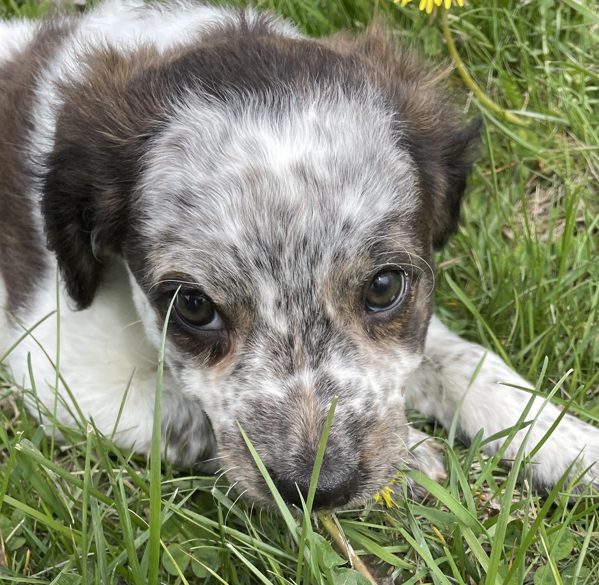 Enlarge Hoxie, an adopted mixed breed in China Township, MI image 5/6