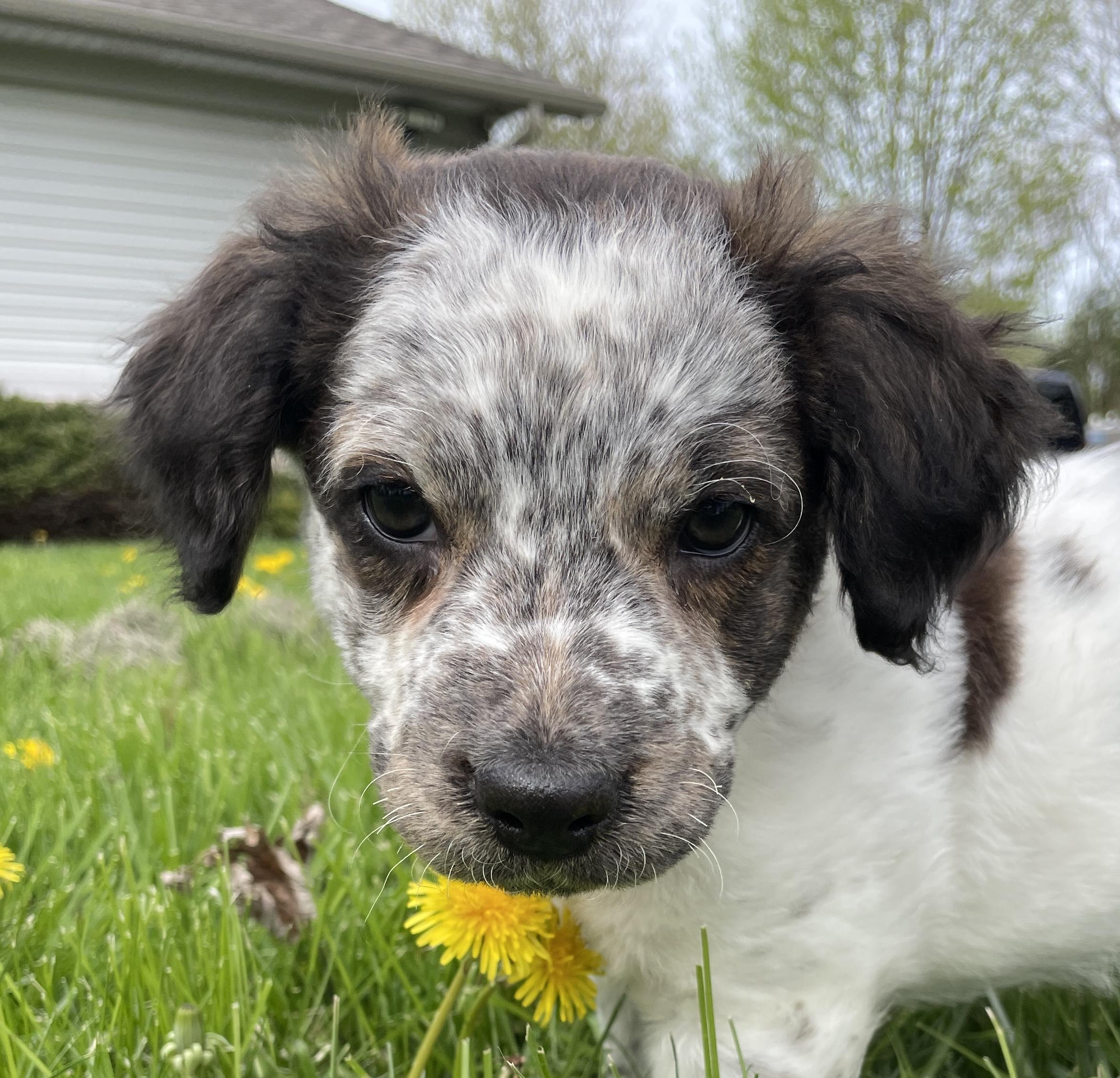 Enlarge Hoxie, an adopted mixed breed in China Township, MI image 4/6