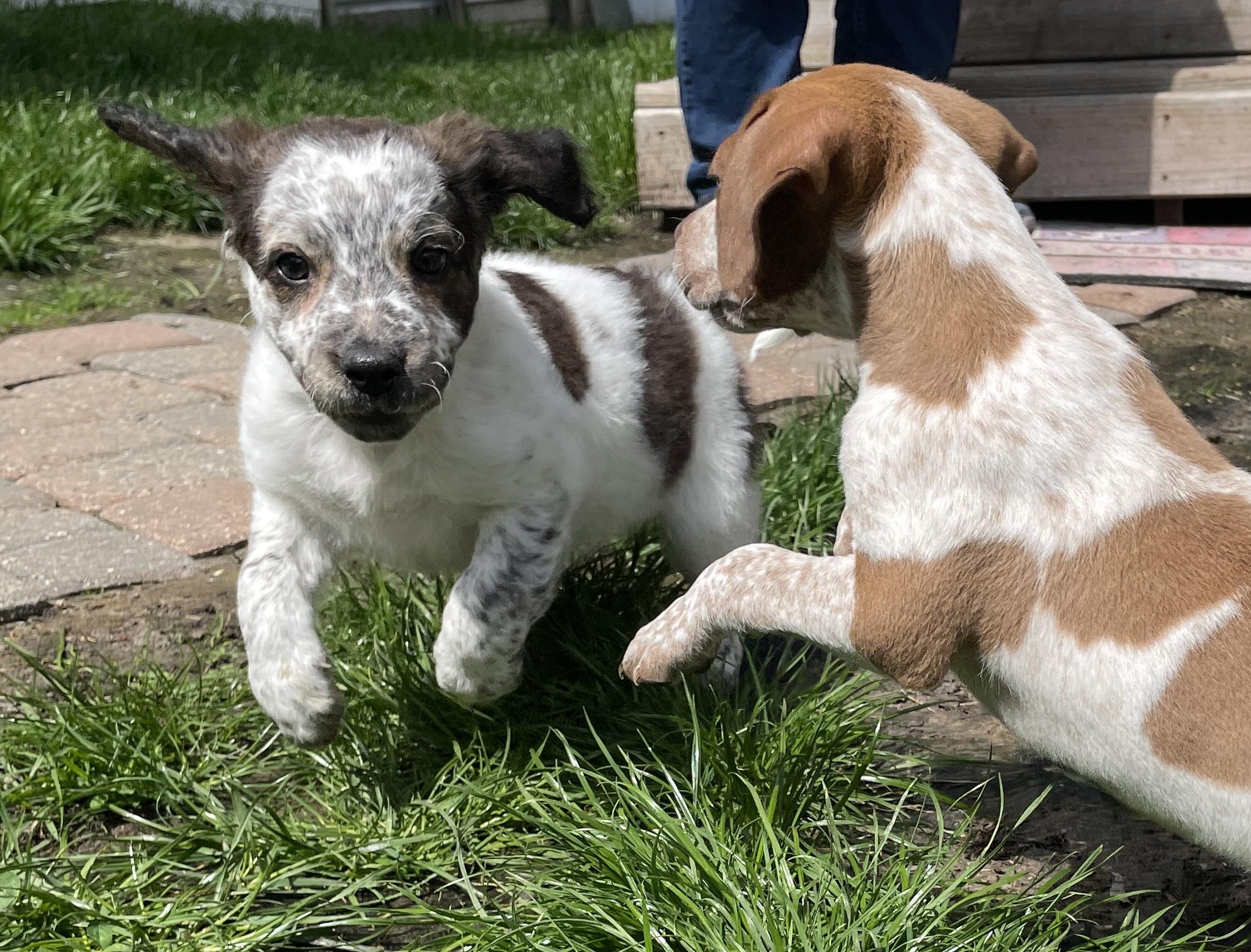 Enlarge Hoxie, an adopted mixed breed in China Township, MI image 3/6