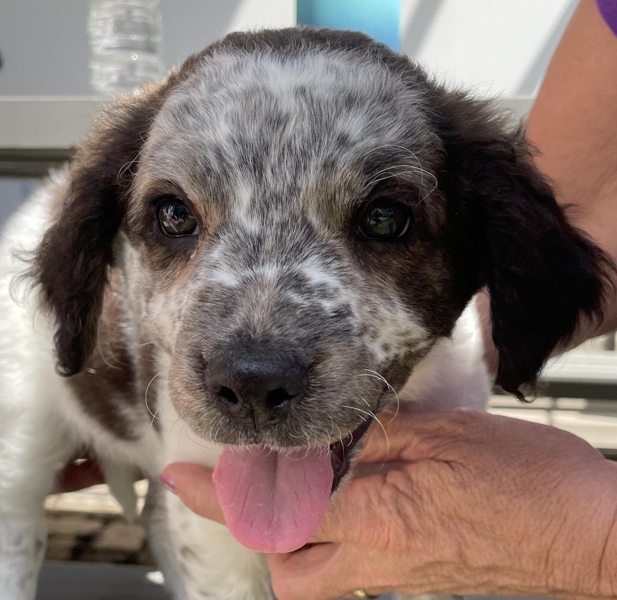 Enlarge Hoxie, an adopted mixed breed in China Township, MI image 2/6