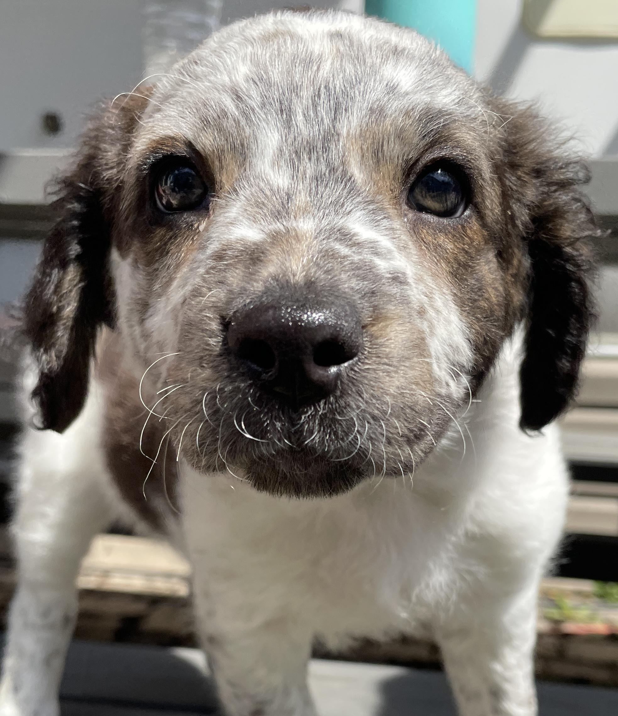 Hoxie, adopted, Puppy Female Australian Cattle Dog / Blue Heeler.