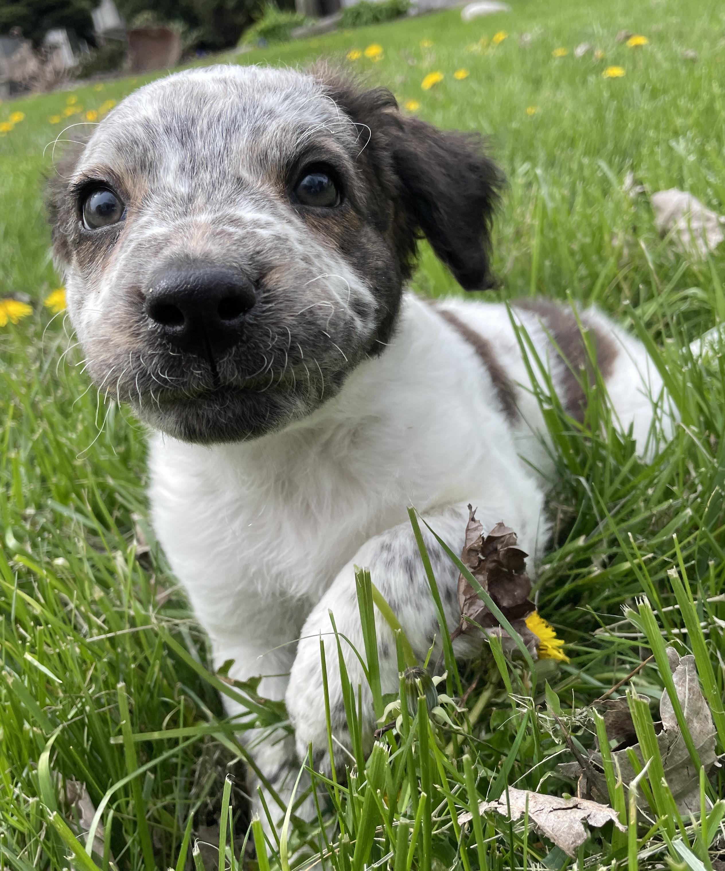 Enlarge Hoxie, an adopted mixed breed in China Township, MI image 6/6