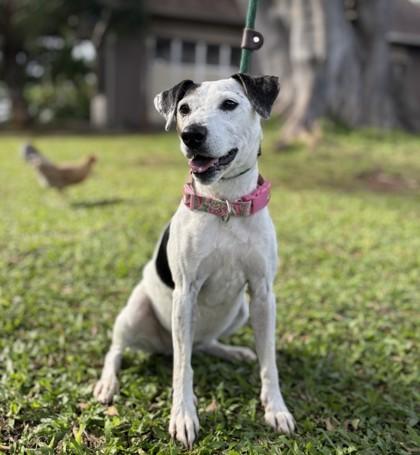 Sammi, Adoptable, Senior Female Parson Russell Terrier & Mixed Breed.