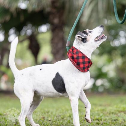 Sammi, a Adoptable mixed breed in Honolulu, HI image 2/3