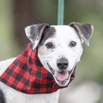 Sammi, a Adoptable mixed breed in Honolulu, HI image 3/3