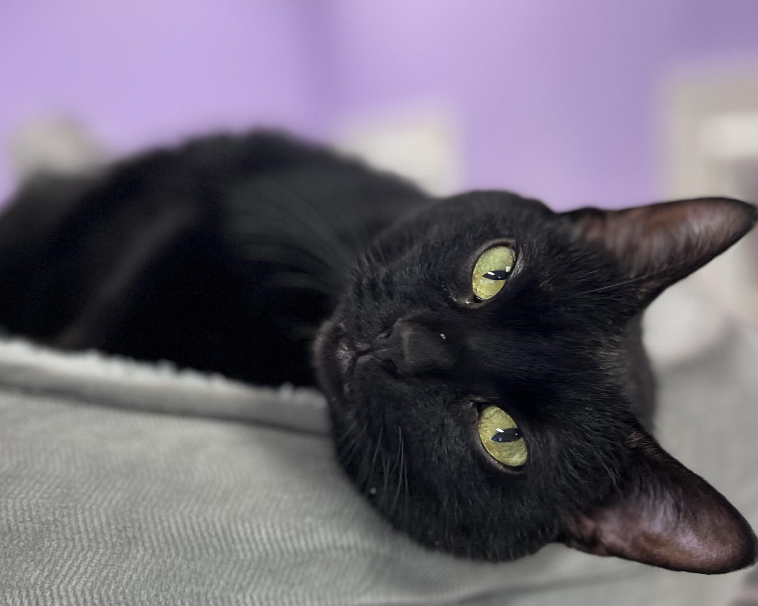 Salem, Adoptable, Adult Male Domestic Short Hair.